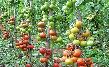 FRIO PROLONGADO ESTÁ FAZENDO O PREÇO DO TOMATE DISPARAR.