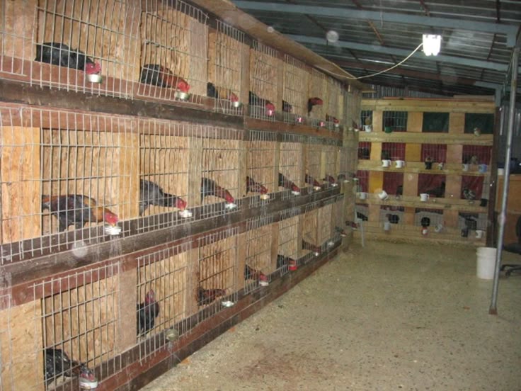 POLÍCIA CIVIL DESARTICULA RINHA DE GALO.