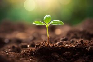 ITAPERUNA PLANTA 3 MIL MUDAS NATIVAS EM AÇÃO AMBIENTAL.