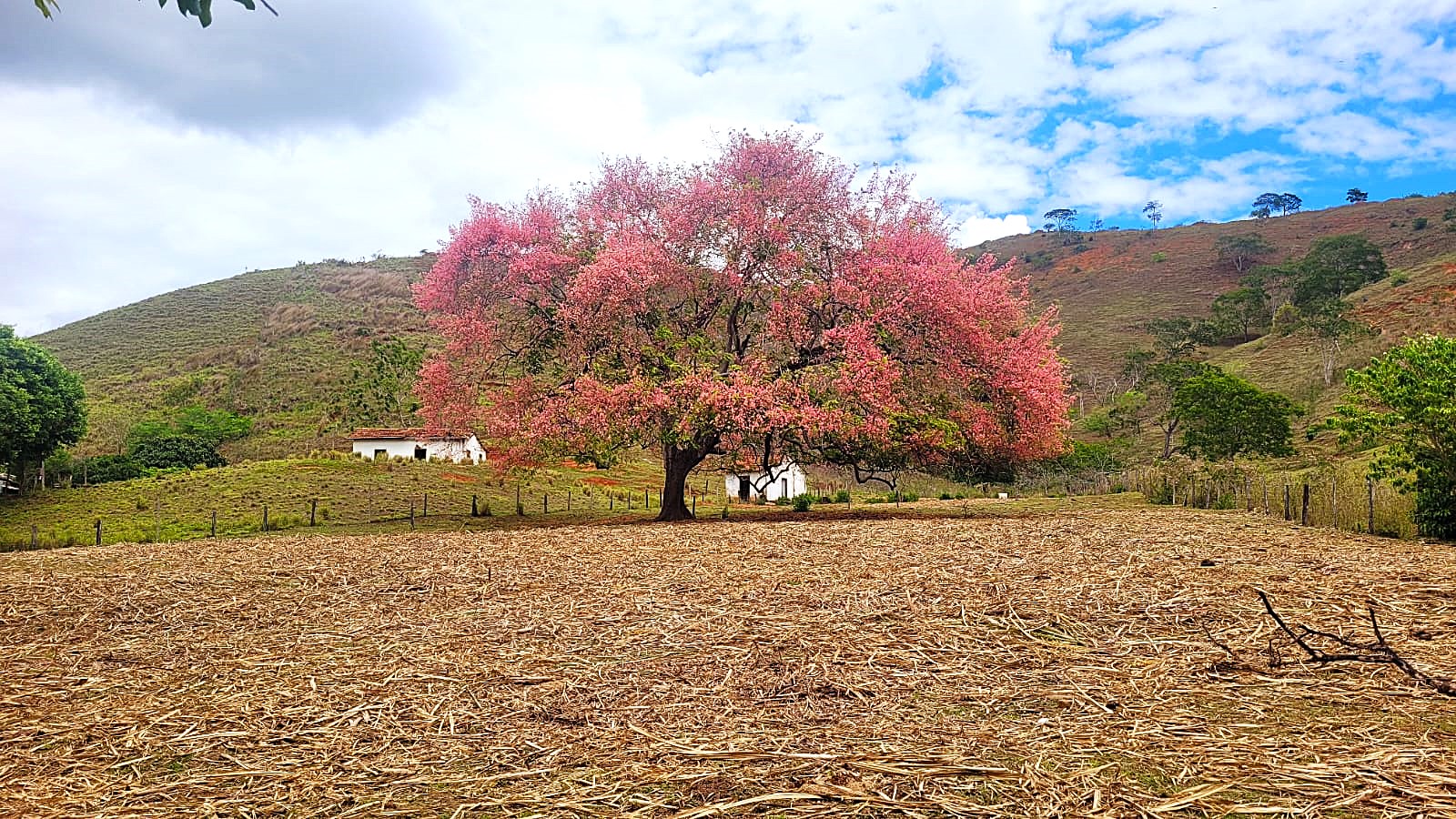 O INCRÍVEL CICLO DE FLORADAS DOS IPÊS.