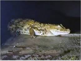 CAMPOS: JACARÉ APARECE NA ÁREA EXTERNO DO HOSPITAL FERREIRA MACHADO.