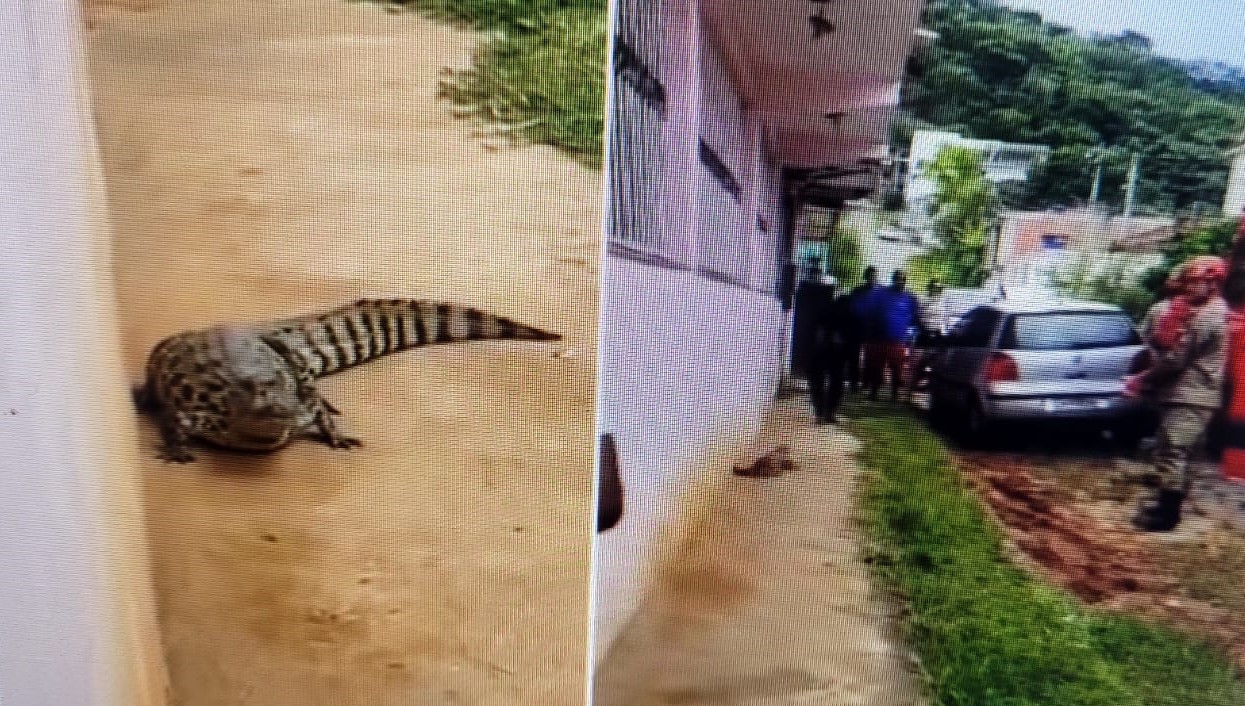 JACARÉ É FLAGRADO CAMINHANDO EM ZONA URBANA DE ITAPERUNA.