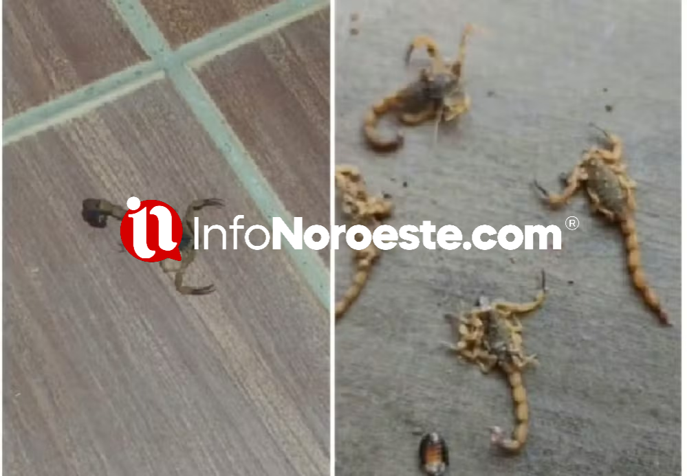 BOM JESUS DO ITABAPOANA: INFESTAÇÃO DE ESCORPIÕES PARALISAM AULA EM ESCOLA.